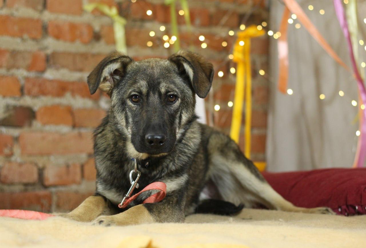 Chiens à adopter